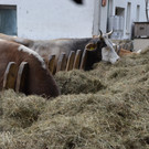 Lisilis Bio-Bauernhof
