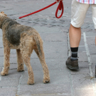 gassi.JPG
