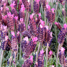 IMG_0453.JPG