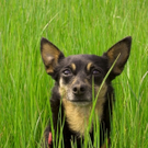 hund.jpg