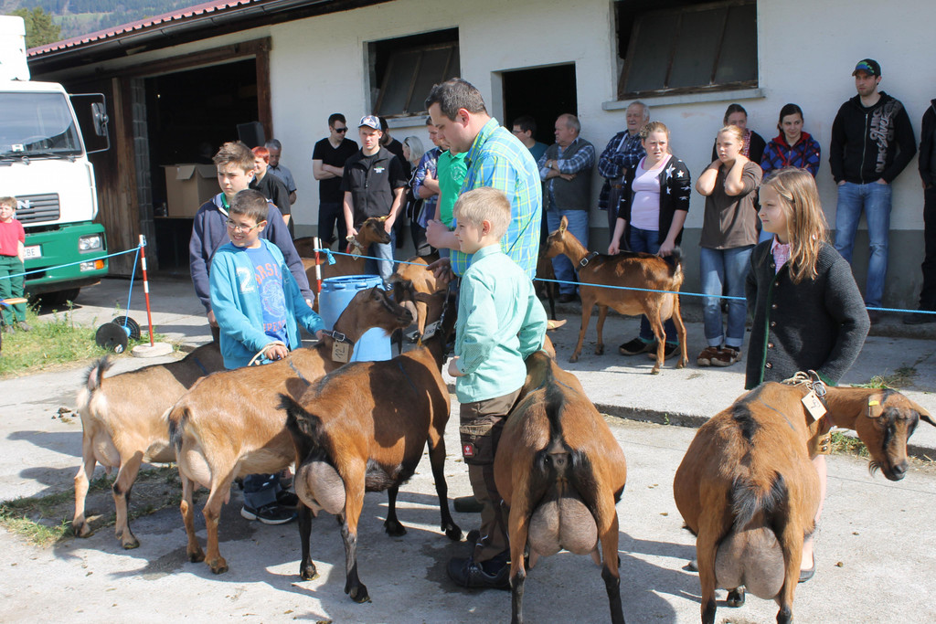 Ziegenausstellung 004.JPG