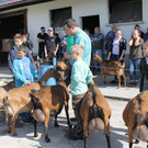 Ziegenausstellung 004.JPG