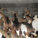 Ziegenausstellung 014.JPG