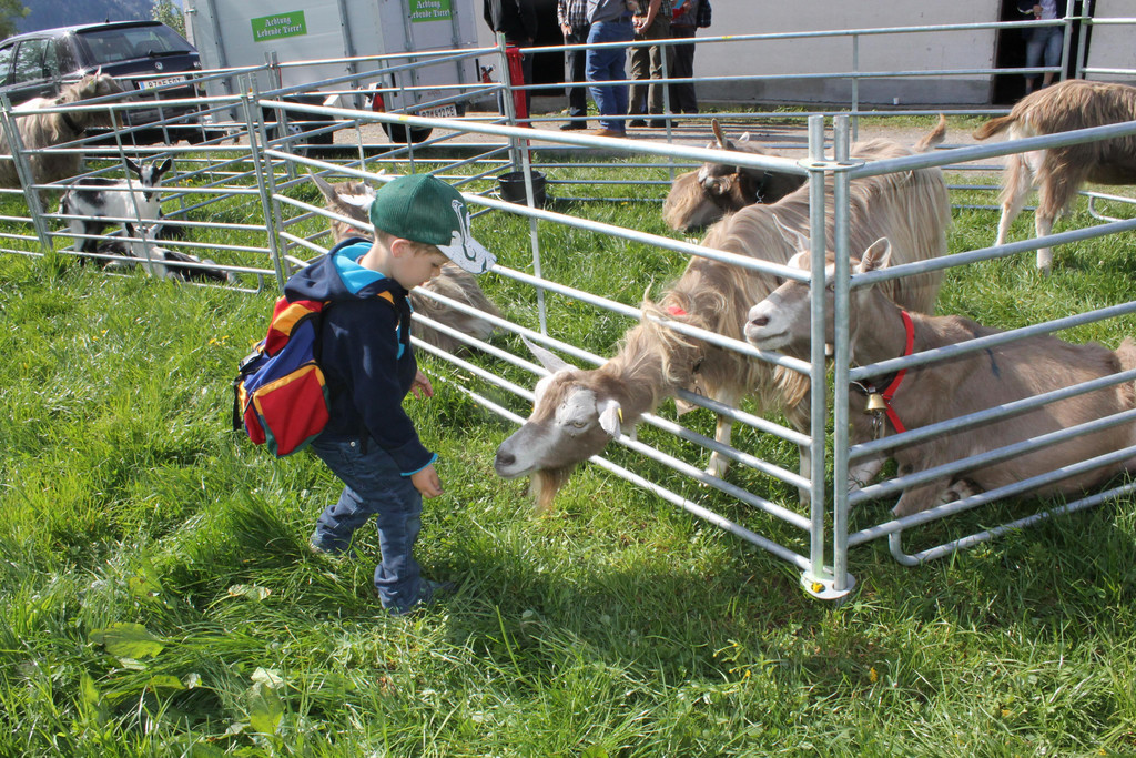 Ziegenausstellung 015.JPG