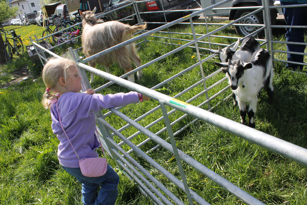 Ziegenausstellung 033.JPG