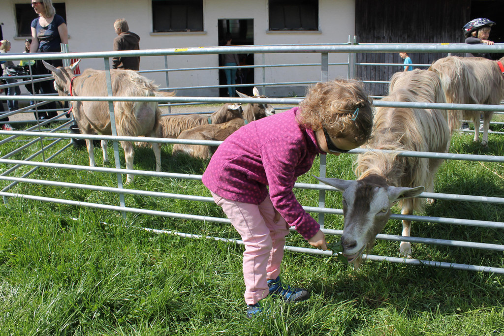 Ziegenausstellung 042.JPG