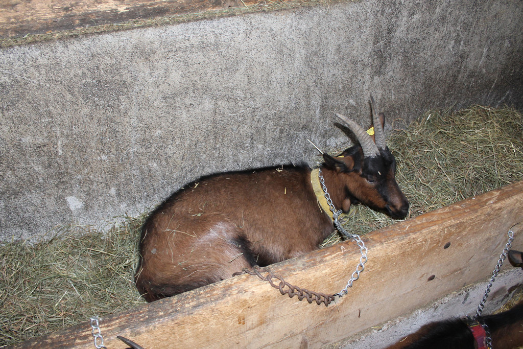 Ziegenausstellung 051.JPG