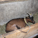 Ziegenausstellung 051.JPG