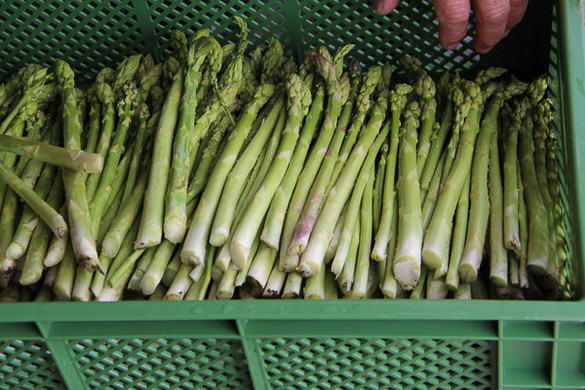 bea_Schneewittchenspargel_Brunnenfeld _10 von 28_.jpg