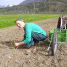 Schneewittchenspargel aus Brunnenfeld
