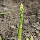 bea_Schneewittchenspargel_Brunnenfeld _1 von 28_.jpg