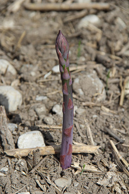 bea_Schneewittchenspargel_Brunnenfeld _2 von 28_.jpg