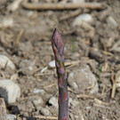 bea_Schneewittchenspargel_Brunnenfeld _2 von 28_.jpg