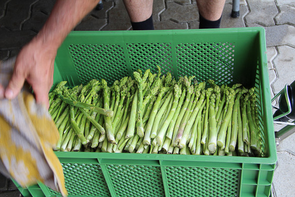 bea_Schneewittchenspargel_Brunnenfeld _9 von 28_.jpg