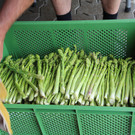 bea_Schneewittchenspargel_Brunnenfeld _9 von 28_.jpg