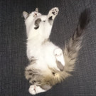 Molly
