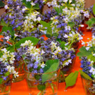 aaa_0008.JPG