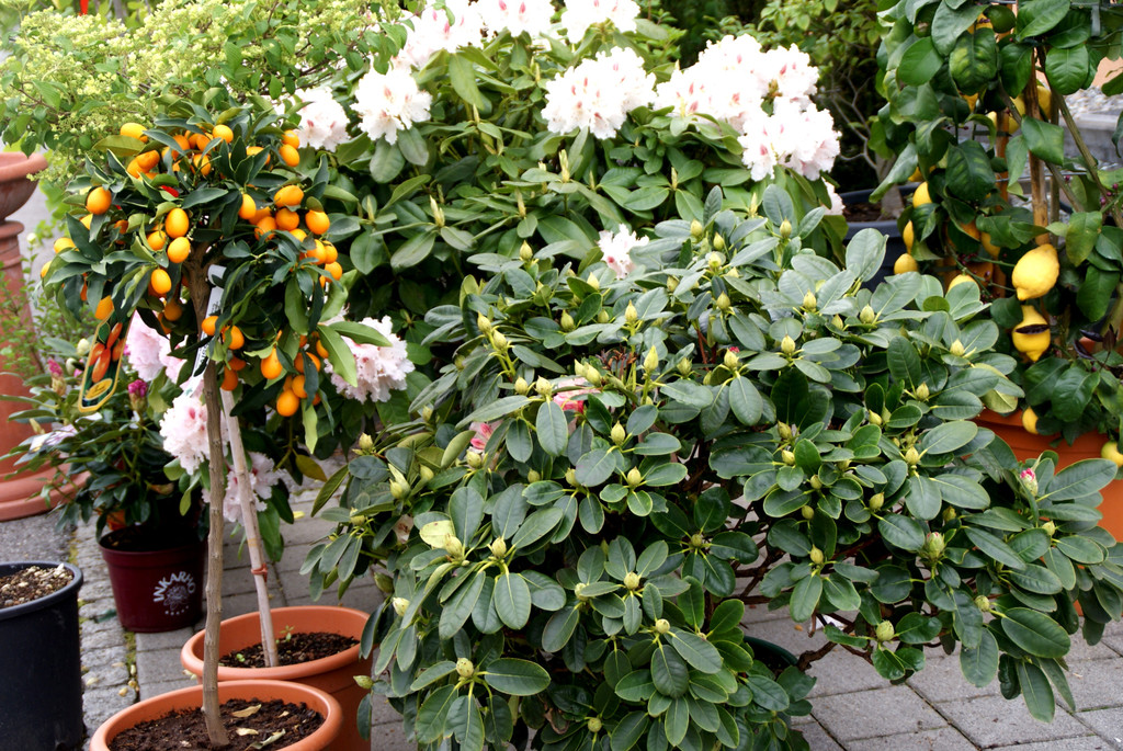DSC07931.JPG