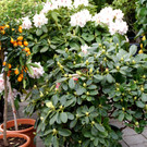 DSC07931.JPG