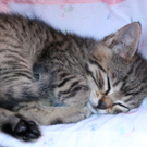 katze.JPG