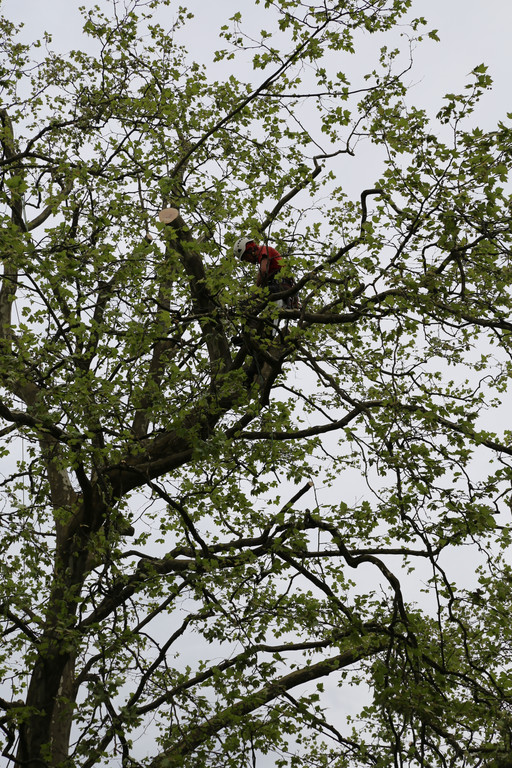Baumf__llung im Reichenfeld.JPG