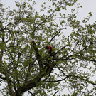 Baumf__llung im Reichenfeld.JPG