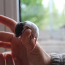 Nager im Vorarlberger Tierschutzheim
