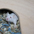 Maus1.JPG