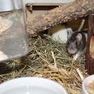 Ratte_1.jpg