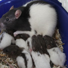 Ratte_Amelia.jpg