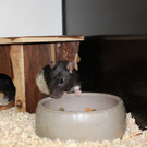 Ratte2.jpg