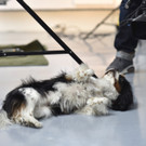 Purina_Presse 07.jpg