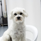 Purina_Presse 11.jpg