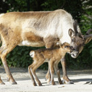 Rentier-Nachwuchs Paula im Tiergarten Schönbrunn