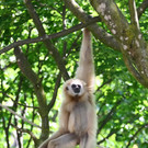 20150511fmt_zoogibbon_ta_003.JPG