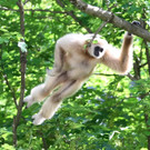 20150511fmt_zoogibbon_ta_004.JPG