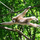 20150511fmt_zoogibbon_ta_005.JPG
