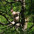 20150511fmt_zoogibbon_ta_006.JPG