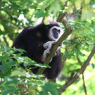 20150511fmt_zoogibbon_ta_011.JPG