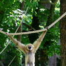 20150511fmt_zoogibbon_ta_013.JPG