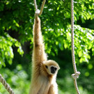 20150511fmt_zoogibbon_ta_014.JPG