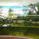 20150511fmt_zoogibbon_ta_028.JPG