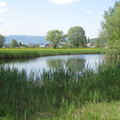 Koblach_ Sch__nungsteich.jpg