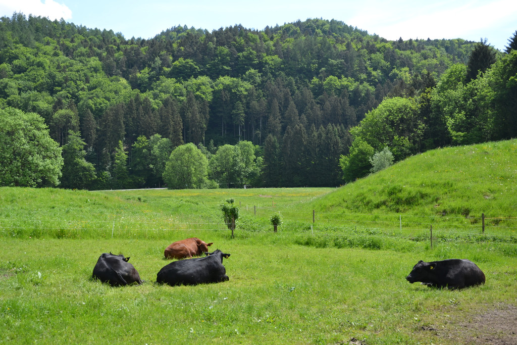 DSC_0616.JPG