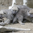 Nachwuchs bei den Wölfen im Tiergarten Schönbrunn
