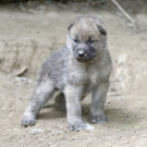 PA_Wolfswelpen2.jpg