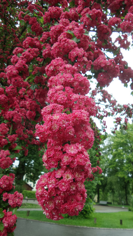 2015_05_20-00017.jpg