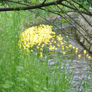 DSC_0056.JPG
