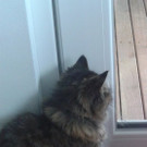 Katze EMMA wird vermisst.