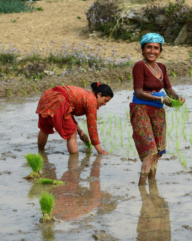 Gorkha Feldarbeit.jpg